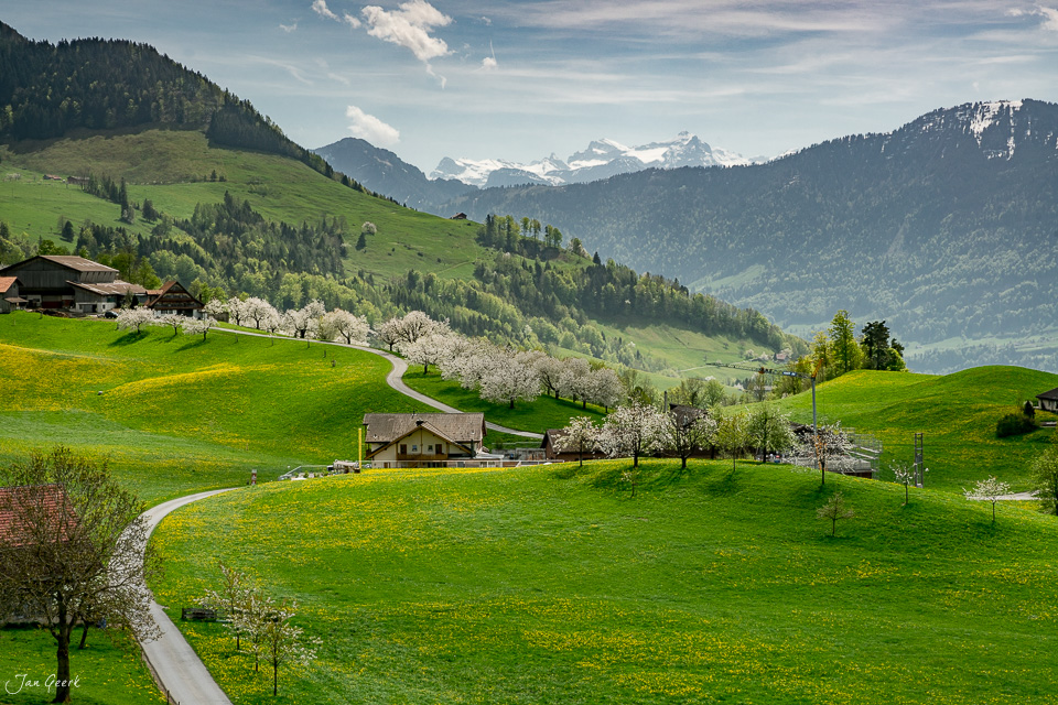 Blühende Kirschbäume und grüne Berglandschaft mit Alpenpanorama in Walchwil, Frühlingslicht, Zentralschweiz – Jan Geerk Fotograf Basel