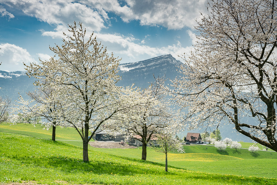 Kirschblüte auf dem Zugerberg im Frühling mit Rigi und Blumenwiese Schweiz – Jan Geerk Fotograf Basel