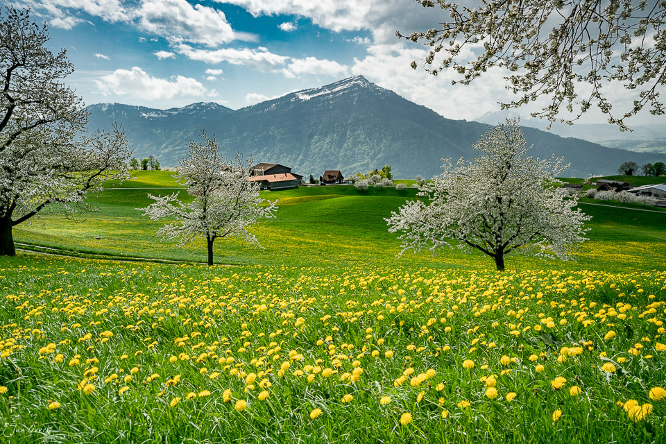 Kirschblütenwiese mit Blütenbaum und Berg in Walchwil Frühlingslandschaft Zentralschweiz Schweiz Jan Geerk Fotograf Basel