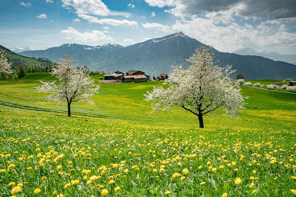 Kirschblüte und Blumenwiese auf dem Zugerberg mit Rigi im Frühling, Zentralschweiz – Jan Geerk Fotograf Basel