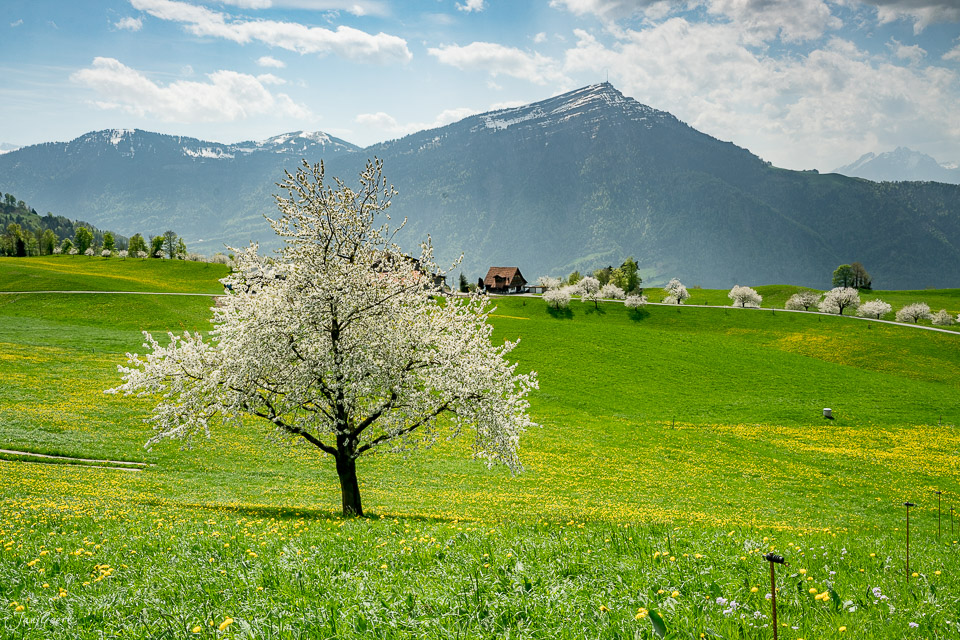 Blühende Kirschbäume auf grüner Wiese mit Bergen im Hintergrund bei Walchwil, Frühling in der Zentralschweiz – Jan Geerk Fotograf Basel