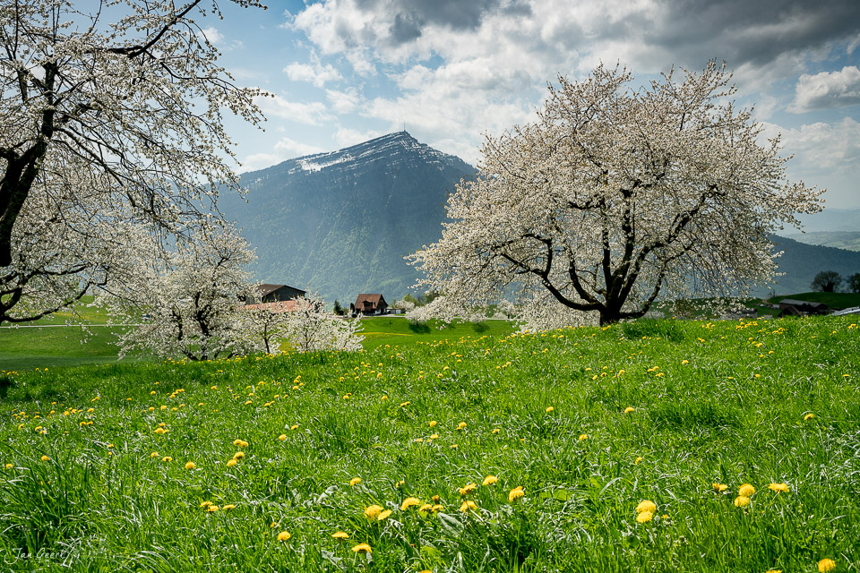 Blühende Kirschbäume und Blumenwiese am Zugerberg im Frühling mit Rigi-Bergblick, Schweiz – Jan Geerk Fotograf Basel