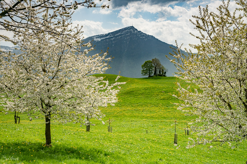 Kirschblüte Zugerberg Frühjahr grüne Wiese Berg Kantlicht Schweiz Jan Geerk Fotograf Basel