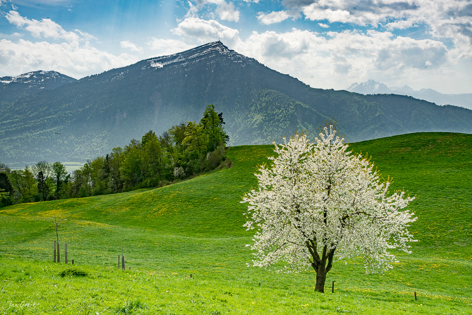 Blühender Kirschbaum auf grüner Wiese am Zugerberg mit Rigi im Hintergrund, Frühjahrslandschaft Schweiz – Jan Geerk Fotograf Basel