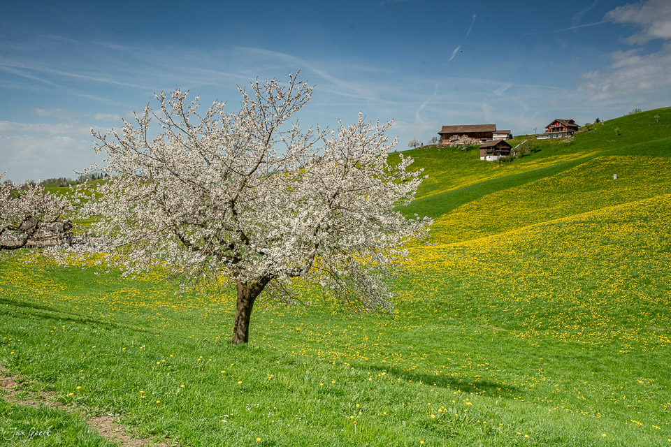 Blühende Kirschbäume auf Blumenwiese Oberwil Frühling Zentralschweiz Schweiz Jan Geerk Fotograf Basel