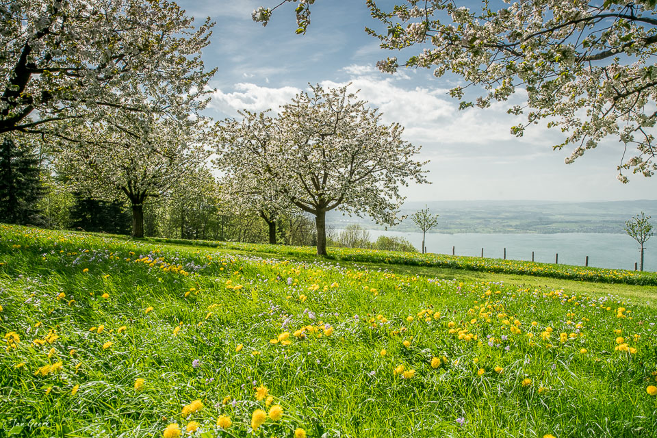 Blumenwiese mit Kirschbäumen in Blüte am Zugerberg mit Blick auf den Zugersee, Frühlingslicht Schweiz Jan Geerk Fotograf Basel