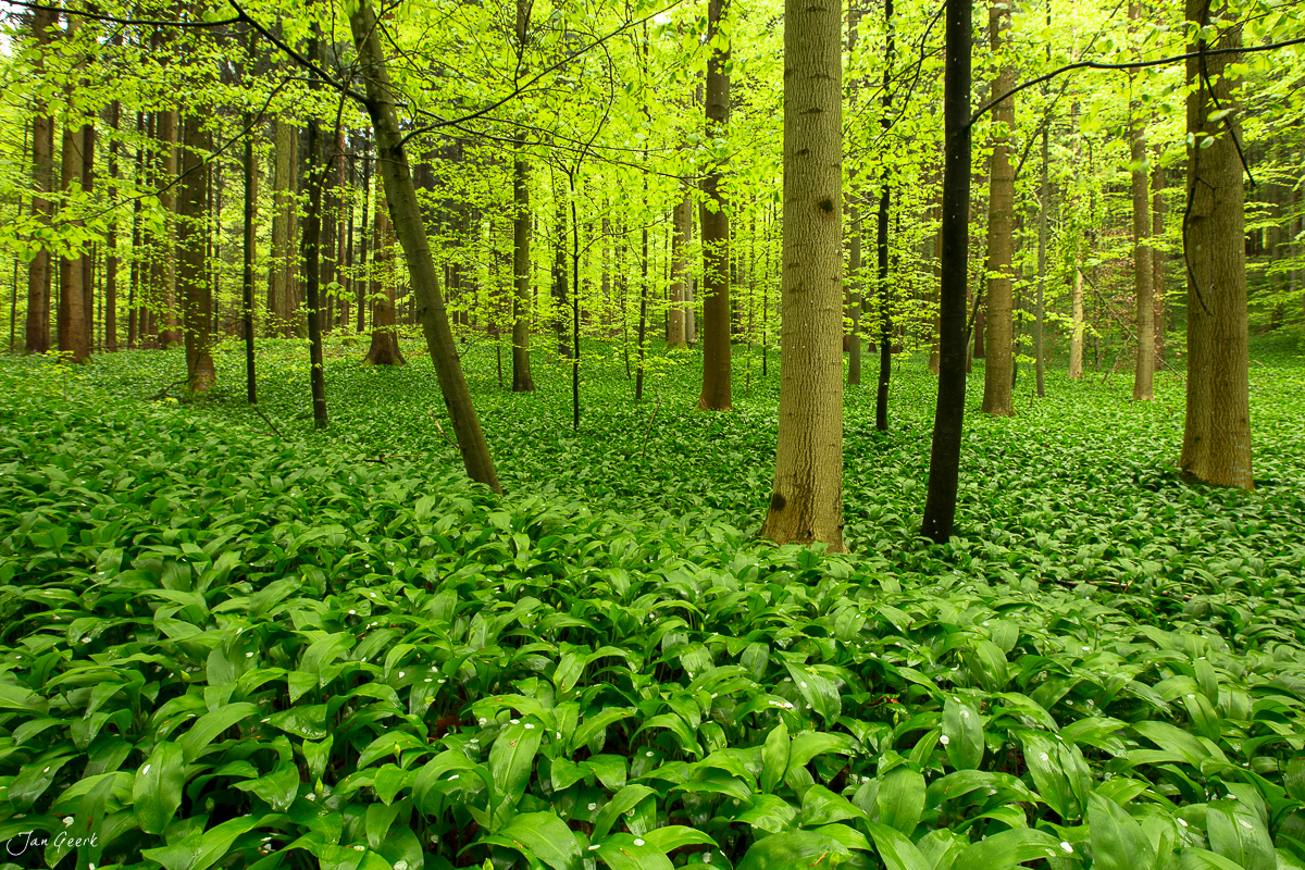 Bärlauch Wald Sihlwald Frühling Menzingen Zug Schweiz Jan Geerk Fotograf