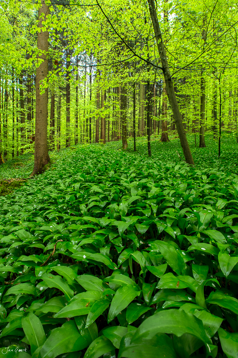 Bärlauch Wald Sihlwald Frühling Menzingen Zug Schweiz Jan Geerk Fotograf Basel