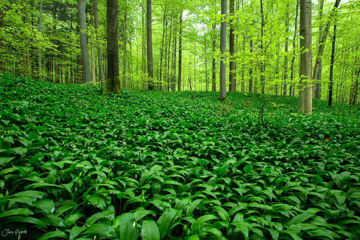 Bärlauch Wald Sihlwald Menzingen Frühling Grün Zürich Schweiz Jan Geerk Fotograf Basel