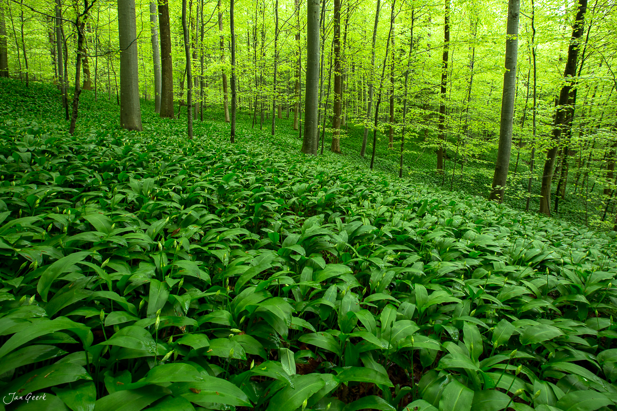 Üppiger Bärlauch Waldboden Sihlwald Frühling grünes Laubwald Menzingen Zürich Schweiz Jan Geerk