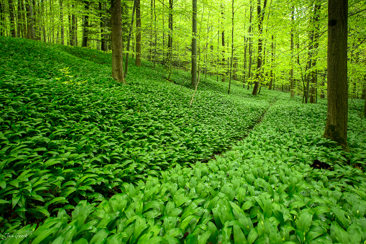 Bärlauch Wald Sihlwald Frühling Zürich Zug Schweiz Jan Geerk