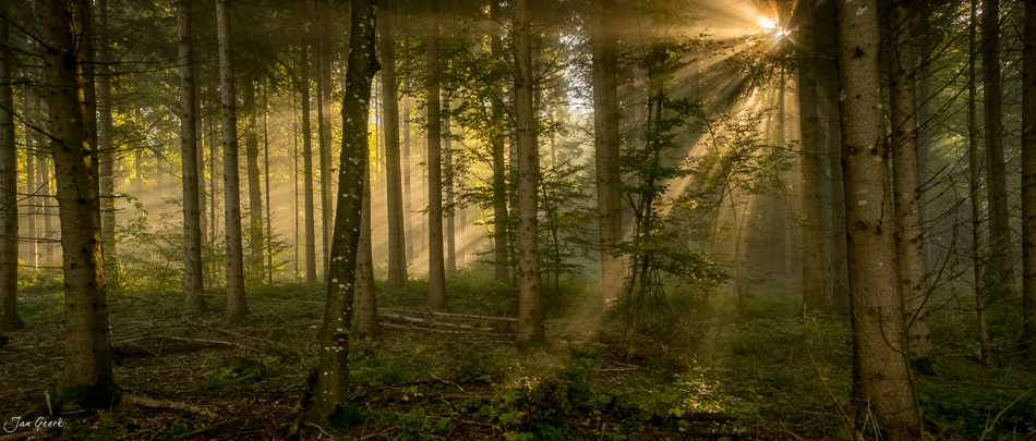 Nebelige Herbstwald im Uetliberg mit Sonnenstrahlen durchbrechenden Nebelmeer Zürich Schweiz Jan Geerk Fotograf Basel