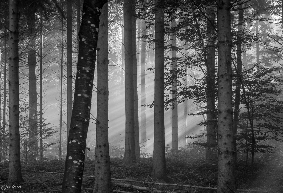 Herbstlicher Wald am Uetliberg mit Nebelmeer und Lichtstrahlen durchs Laub, Zürich Schweiz – Jan Geerk Fotograf Basel