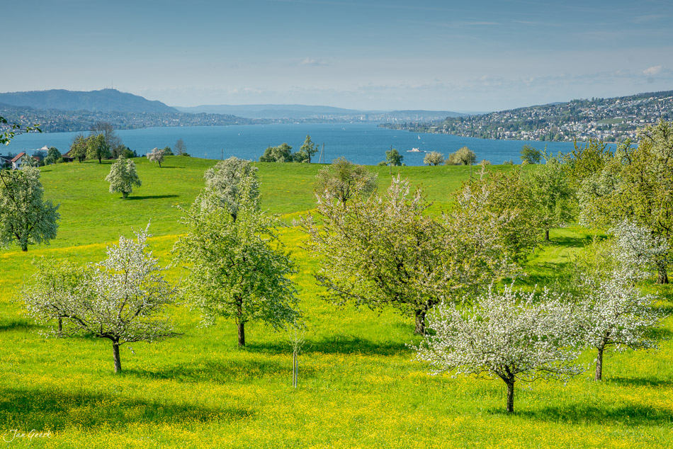Blühende Obstbäume in Wädenswil mit Zürichsee-Panorama im Frühling, Zentralschweiz – Jan Geerk Fotograf Basel