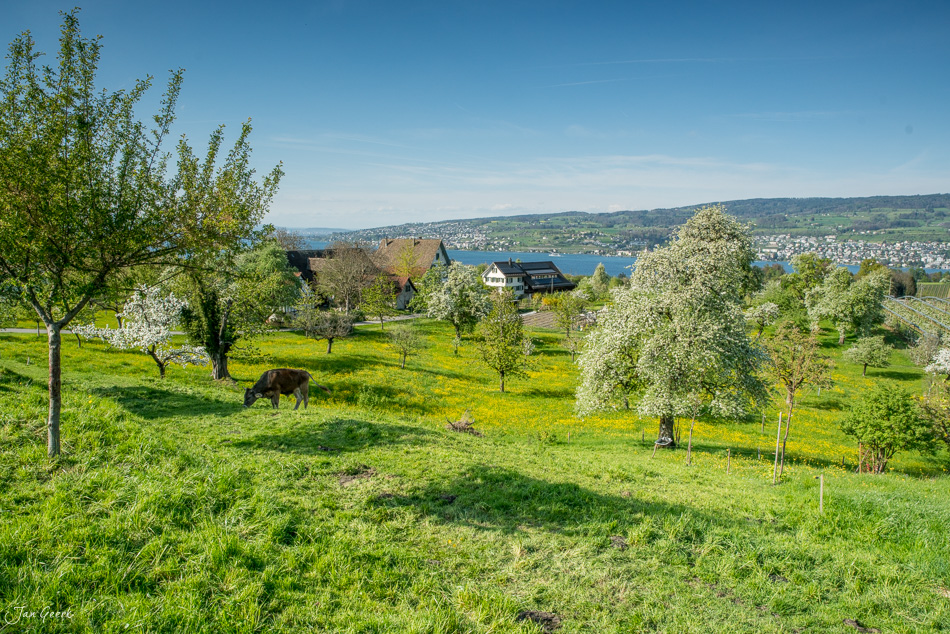 Blütenreiche Obstbaumwiese mit Hirzel, Drumlins-Landschaft im Frühling, Zentralschweiz, Schweiz – Jan Geerk Fotograf Basel