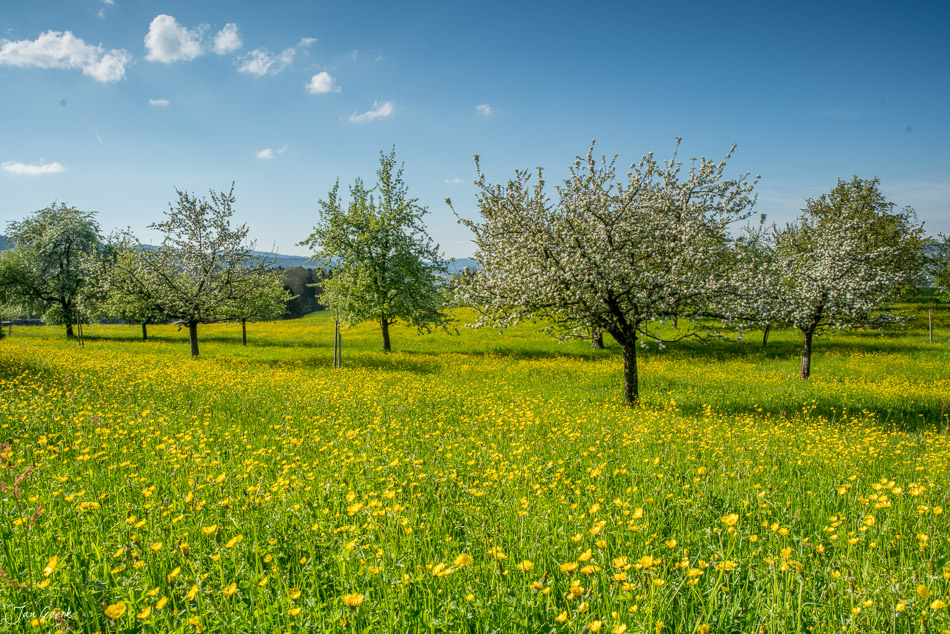 Obstbaumblüte in Wädenswil Frühjahr Zentralschweiz Schweiz Jan Geerk Fotograf Basel
